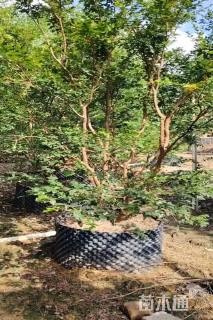 高度140厘米嘉宝果