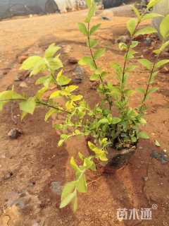 高度25厘米金冠女贞