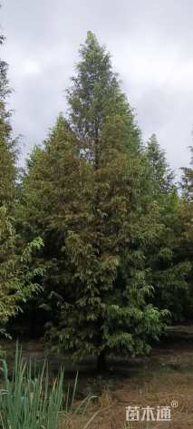 18公分金叶水杉