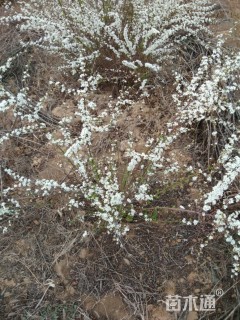 高度100厘米珍珠绣线菊