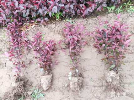 高度40厘米红叶李小苗