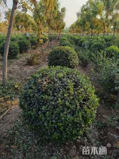 冠幅50厘米卫矛球