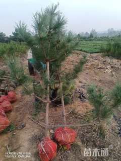 高度150厘米黑松