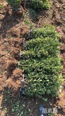 高度30厘米大叶黄杨