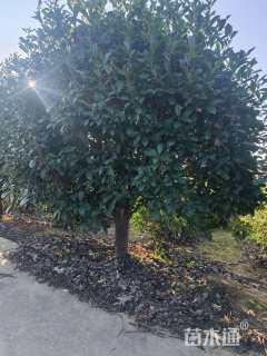 12公分红叶石楠