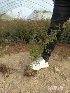 高度60厘米火棘