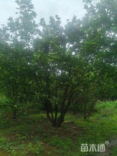 15公分柚子树