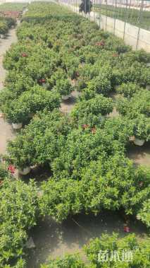 高度30厘米倒挂金钟