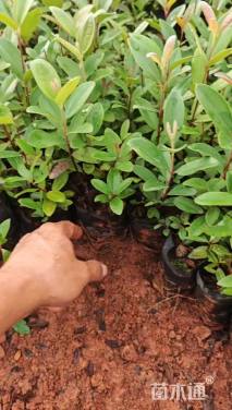 高度40厘米桃金娘