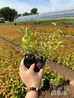 高度15厘米金焰绣线菊