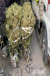 高度150厘米金边胡颓子球