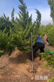 高度400厘米柏树