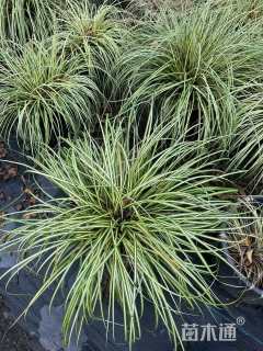 高度30厘米金叶苔草