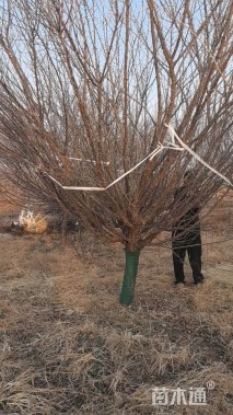 20公分骨里红梅