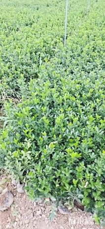 高度50厘米大叶黄杨