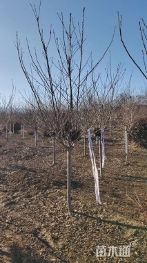 4公分染井吉野樱