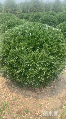 冠幅100厘米大叶黄杨球