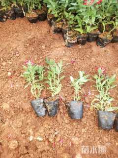 高度15厘米美女樱