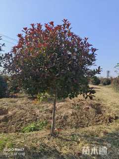 7公分高杆红叶石楠