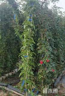 200厘米藤本月季