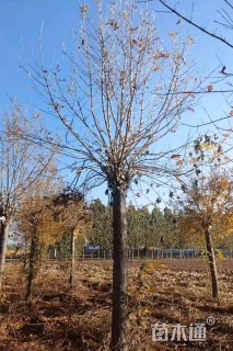 24公分金叶白蜡