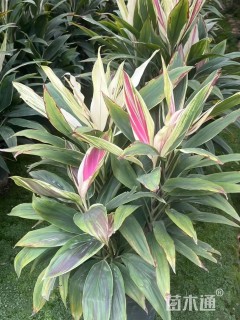 高度80厘米梦幻朱蕉