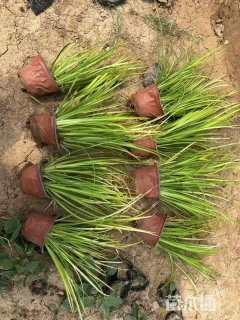 高度20厘米金叶石菖蒲