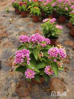 高度20厘米马缨丹