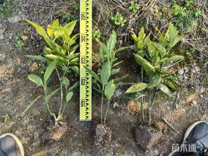 高度50厘米洒金珊瑚