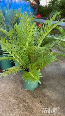 高度50厘米富贵蕨