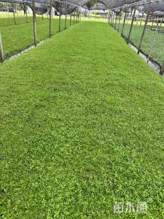 高度5厘米姬岩垂草