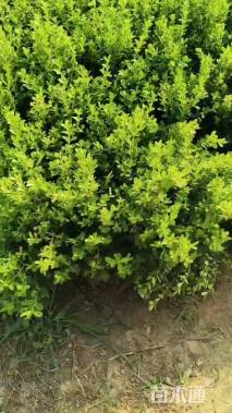 高度35厘米小叶黄杨