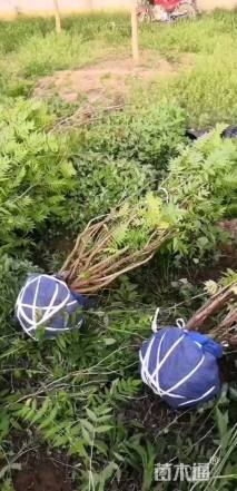 高度180厘米珍珠梅