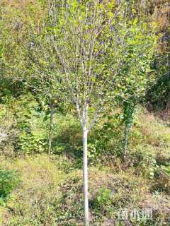 高度250厘米木槿