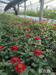 高度15厘米百日草