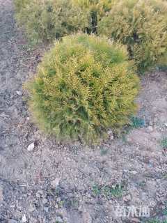 冠幅120厘米洒金柏球