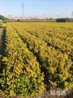 高度60厘米金森女贞