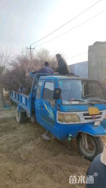 高度150厘米黄刺玫