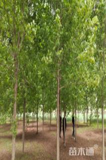 15公分美国红枫