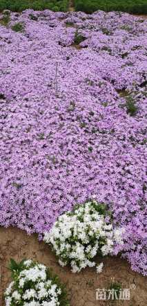 高度15厘米芝樱