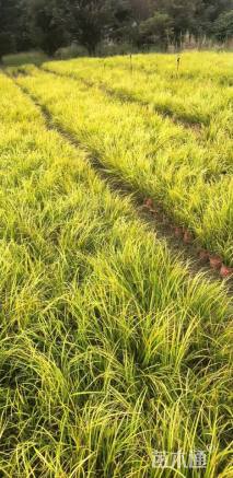 高度20厘米金叶石菖蒲