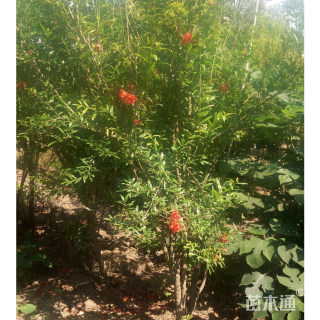 高度300厘米丛生花石榴