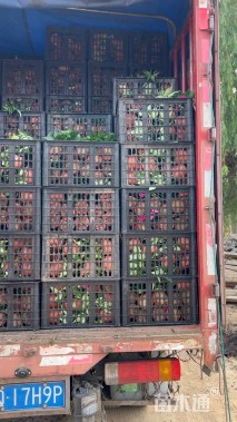 高度25厘米长春花