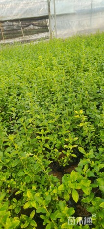 高度15厘米六月雪