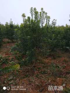 高度150厘米杨梅小苗