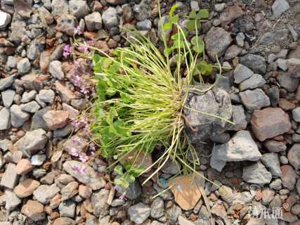 高度10厘米红花酢浆草