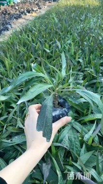 高度5厘米翠芦莉