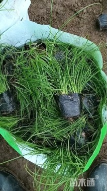 高度25厘米青绿苔草