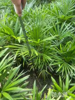 高度50厘米细叶棕竹
