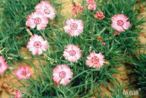 高度15厘米五彩石竹